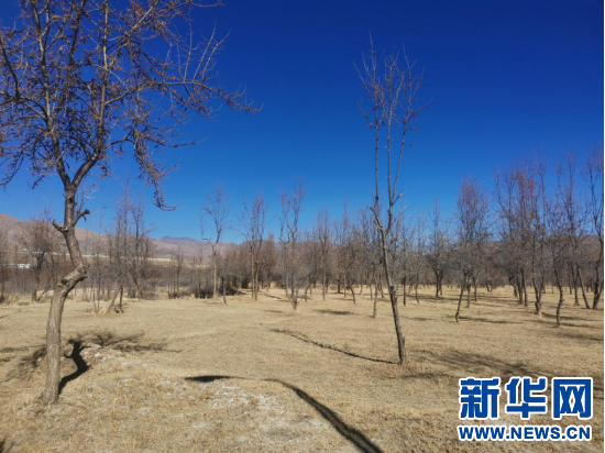 隆子镇叶巴村的沙棘林,林下种植的是饲草(2月27日摄.