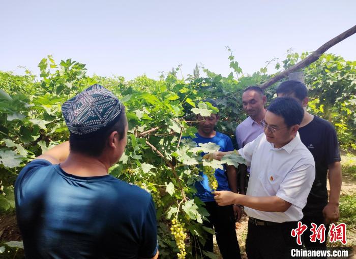 湖南援疆干部曾杰(右一)查看葡萄生长情况 邓霞 摄