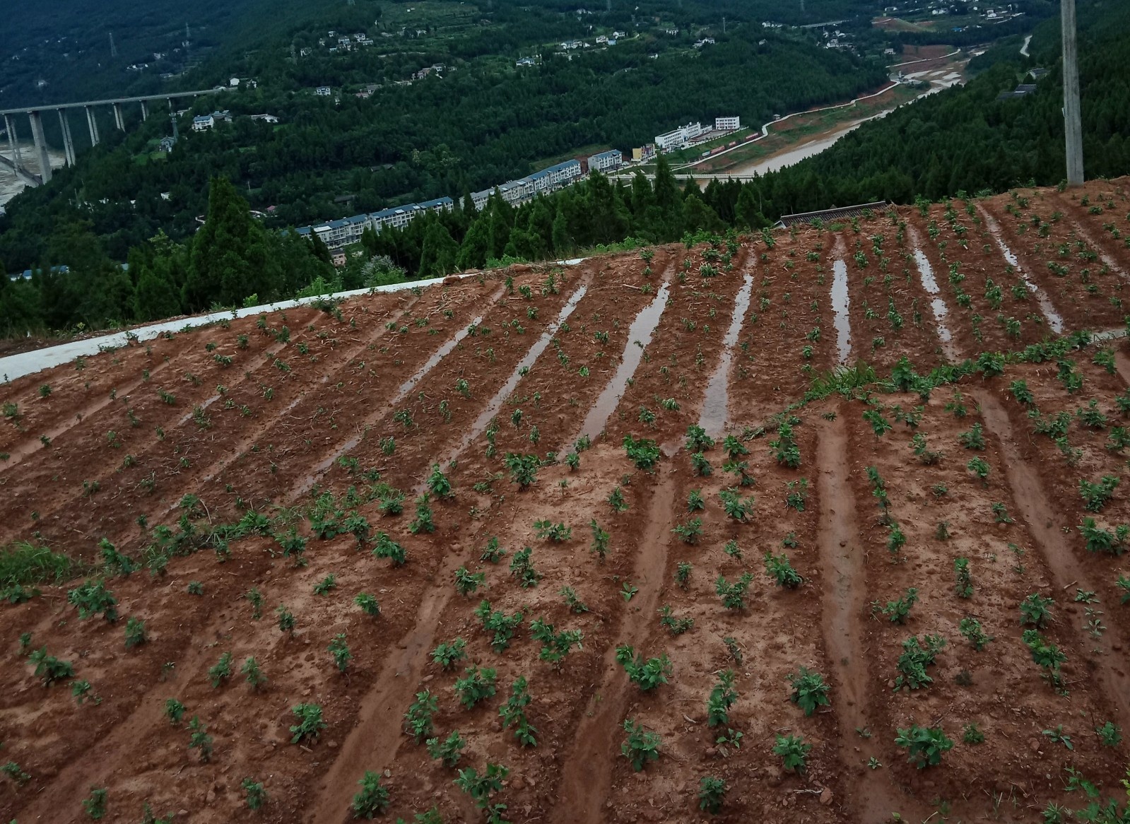 国家扶持的种植药材有哪些(2023年国家扶持的种植药材有哪些)