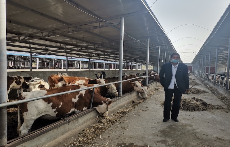 新疆阿瓦提县养牛大户的脱贫路