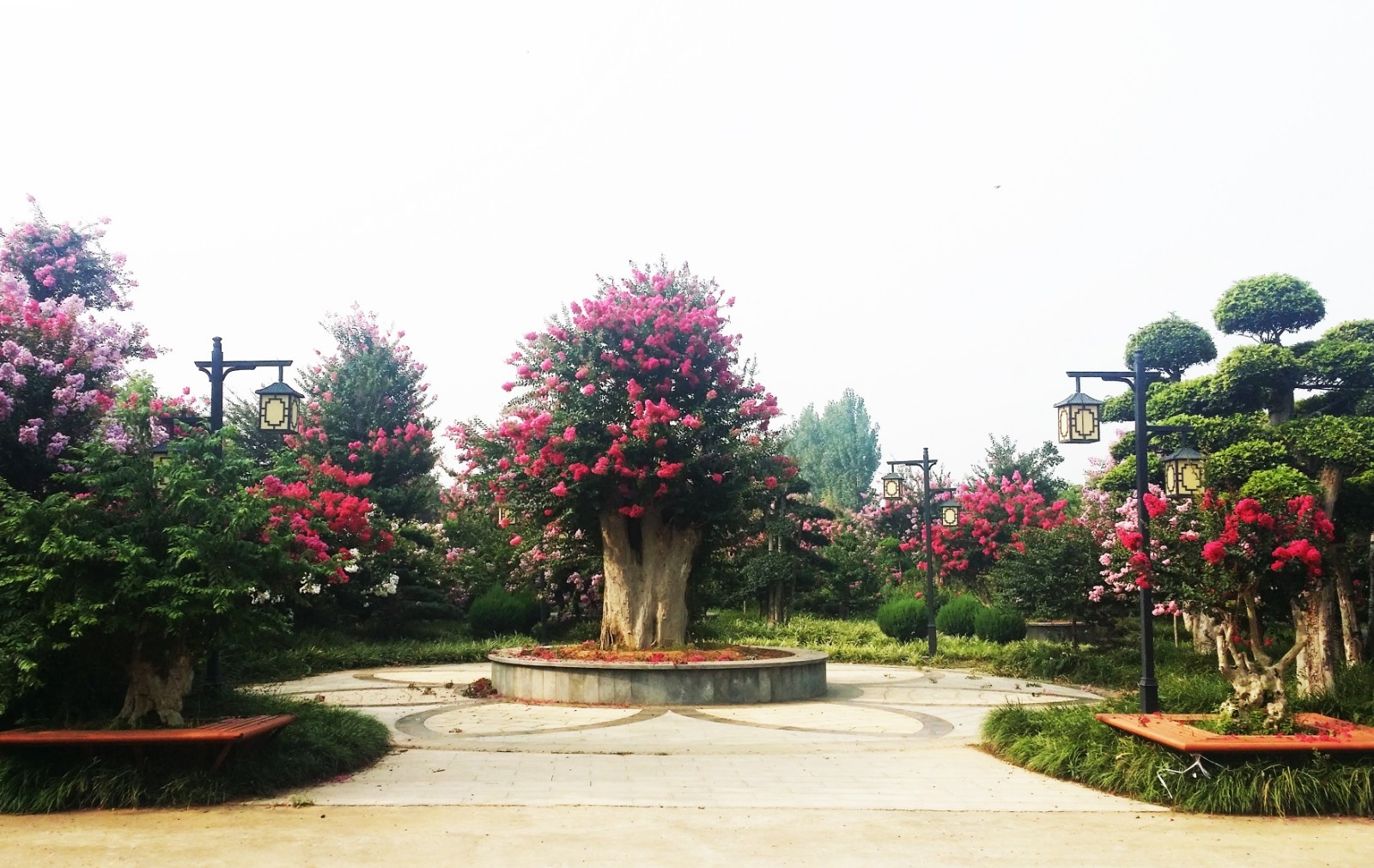 小暑临近 北京北海公园紫薇花开 香气扑鼻令人陶醉