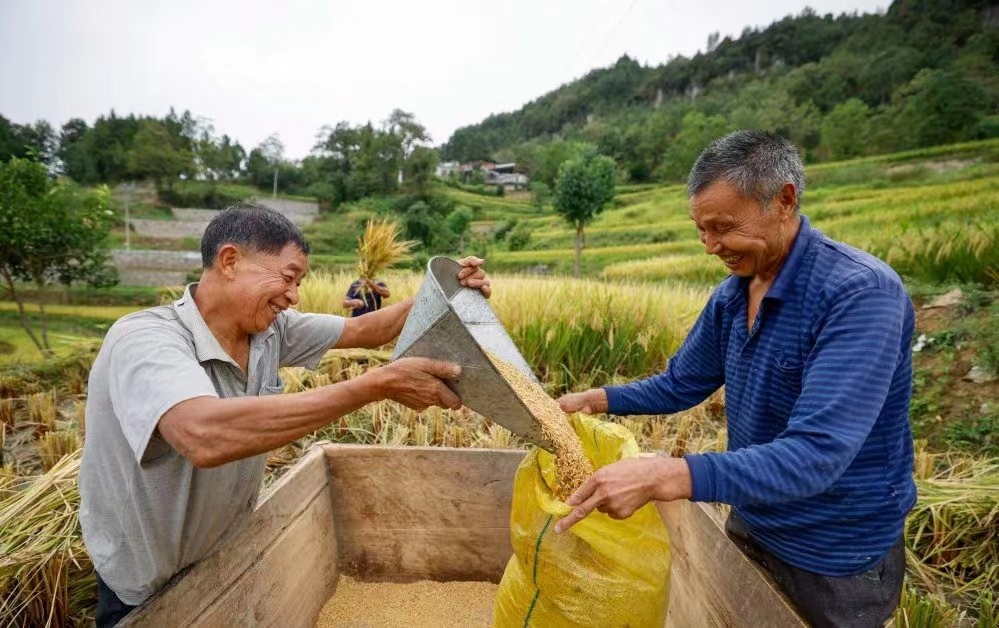 丰收的喜悦湖北通城县农民趁着天气晴好抢收稻谷