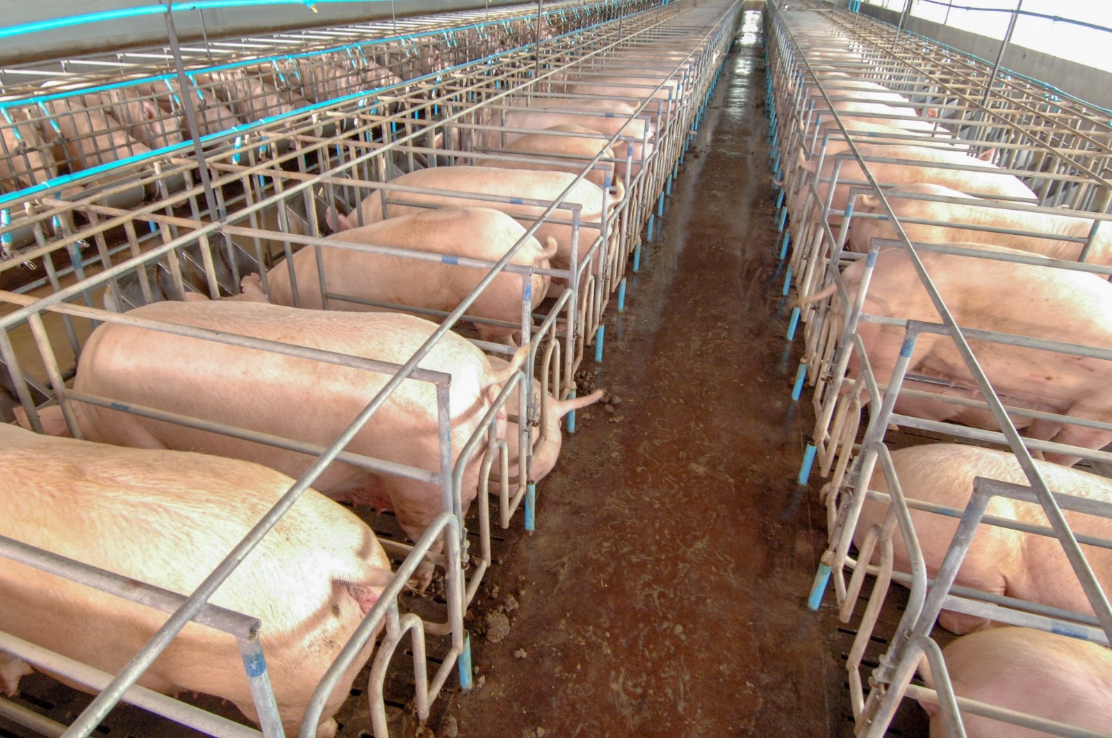 摄图网_502936828_养猪场好奇的猪在整洁干净的室内养猪场养猪（企业商用）.jpg